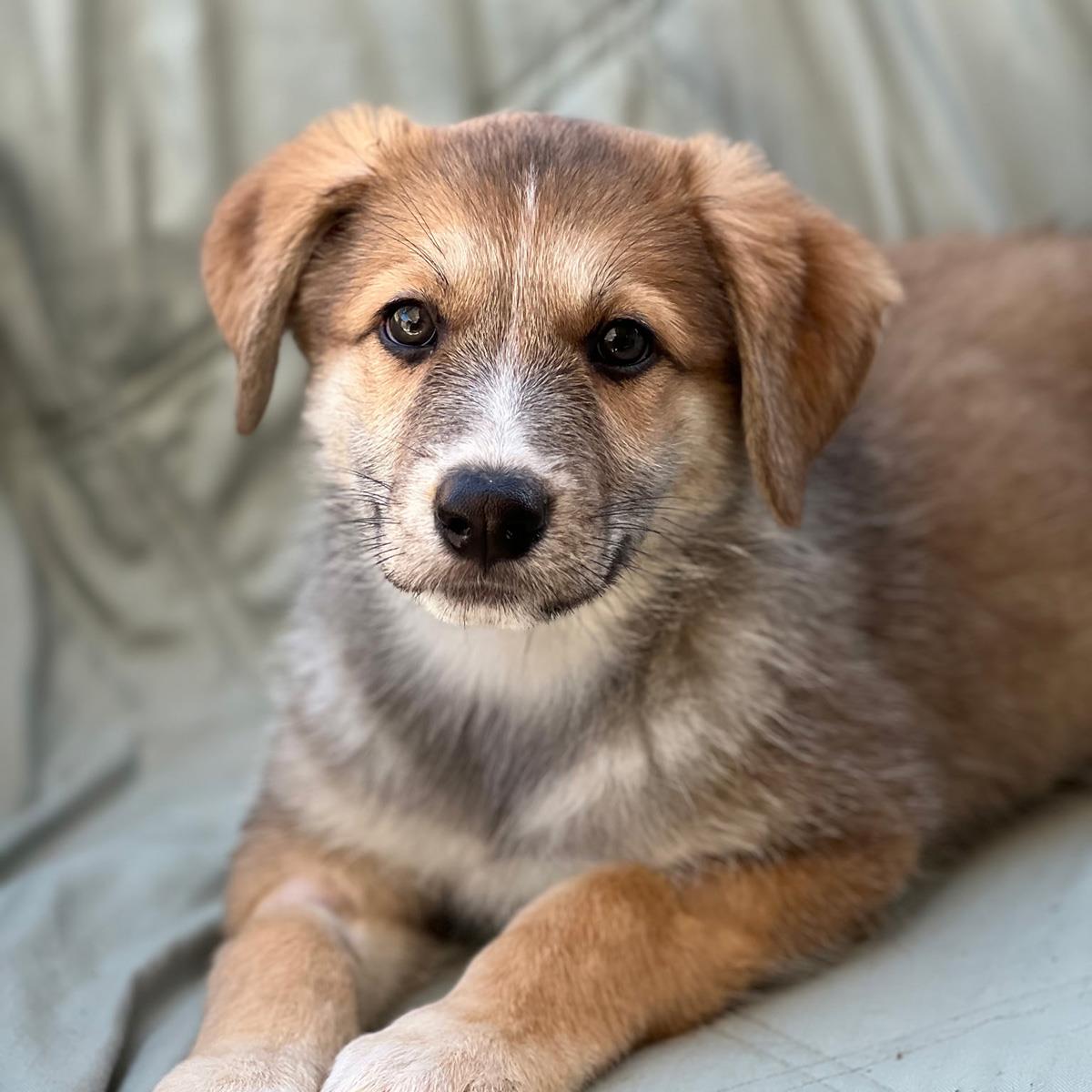 Napoleon Dynamite Pup - Heder