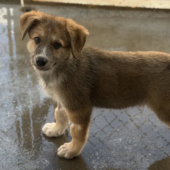 Napoleon Dynamite Pup - Heder image 2
