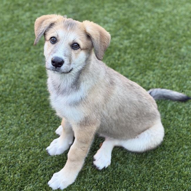 Napoleon Dynamite Pup - Heder