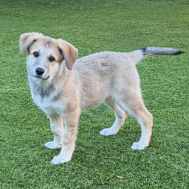 Napoleon Dynamite Pup - Heder, photo 2