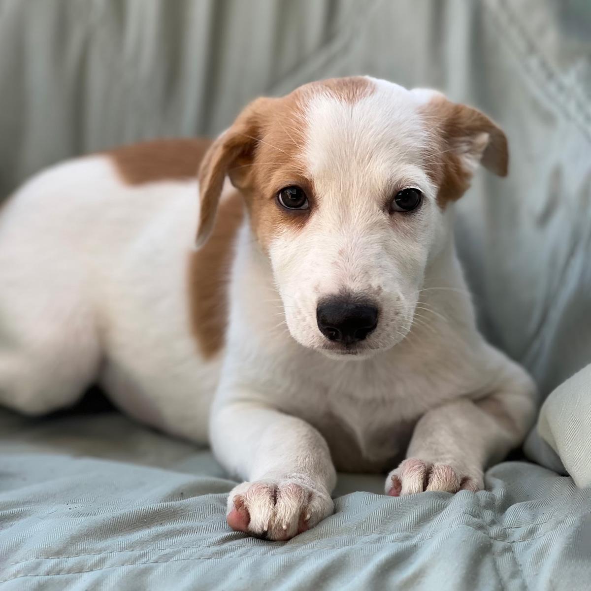 Napoleon Dynamite Pup - Lafawnduh