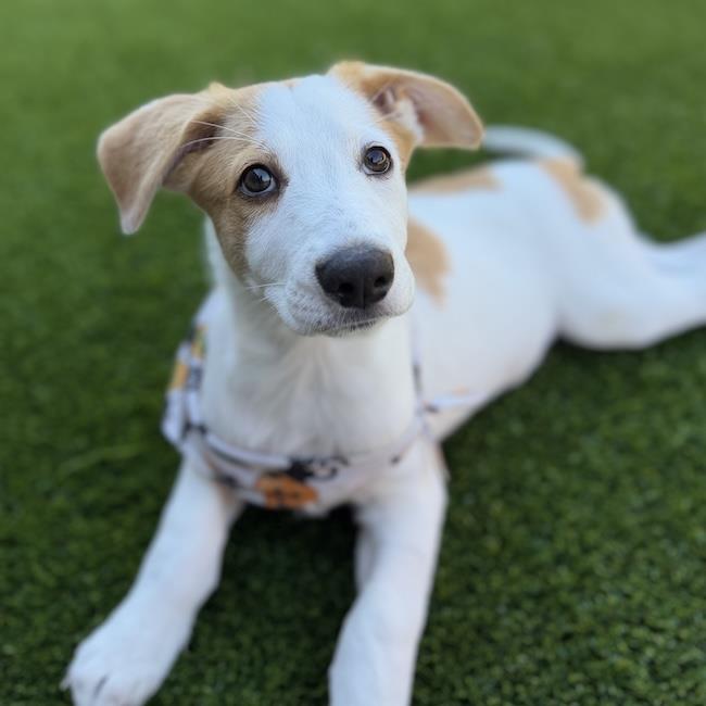 Napoleon Dynamite Pup - Lafawnduh