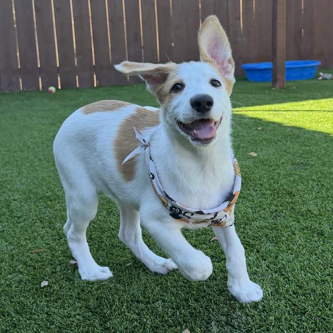 Napoleon Dynamite Pup - Lafawnduh, photo 2