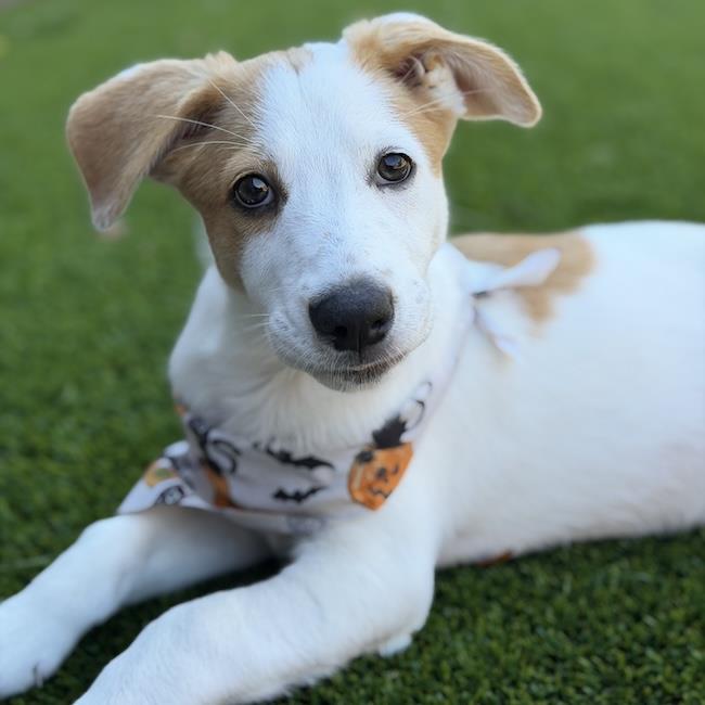 Napoleon Dynamite Pup - Lafawnduh, photo 3