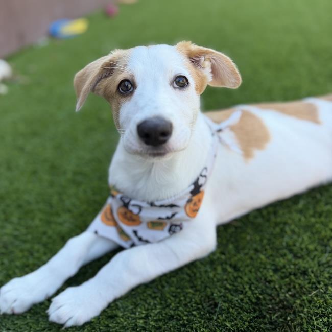 Napoleon Dynamite Pup - Lafawnduh, photo 4