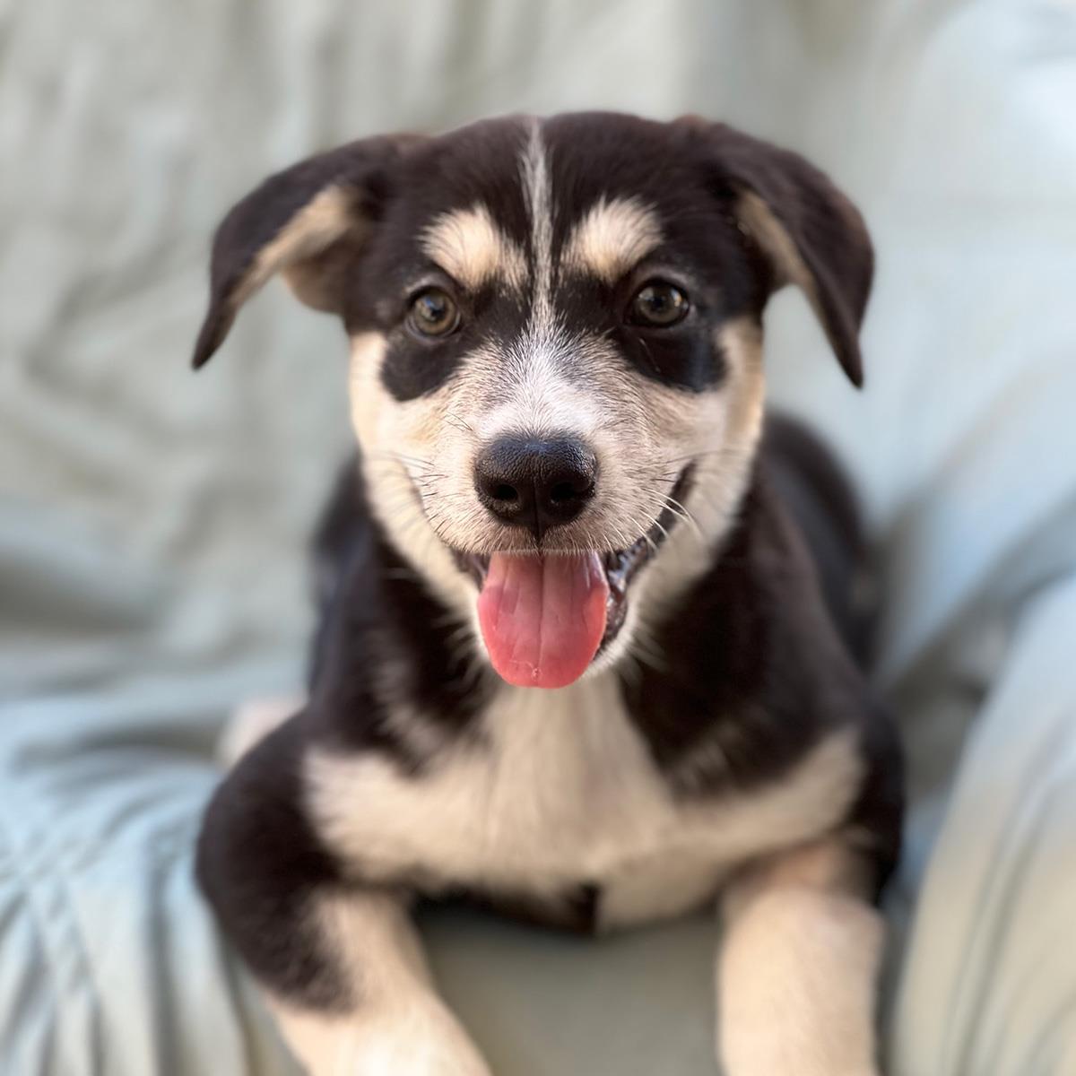 Napoleon Dynamite Pup - Trisha
