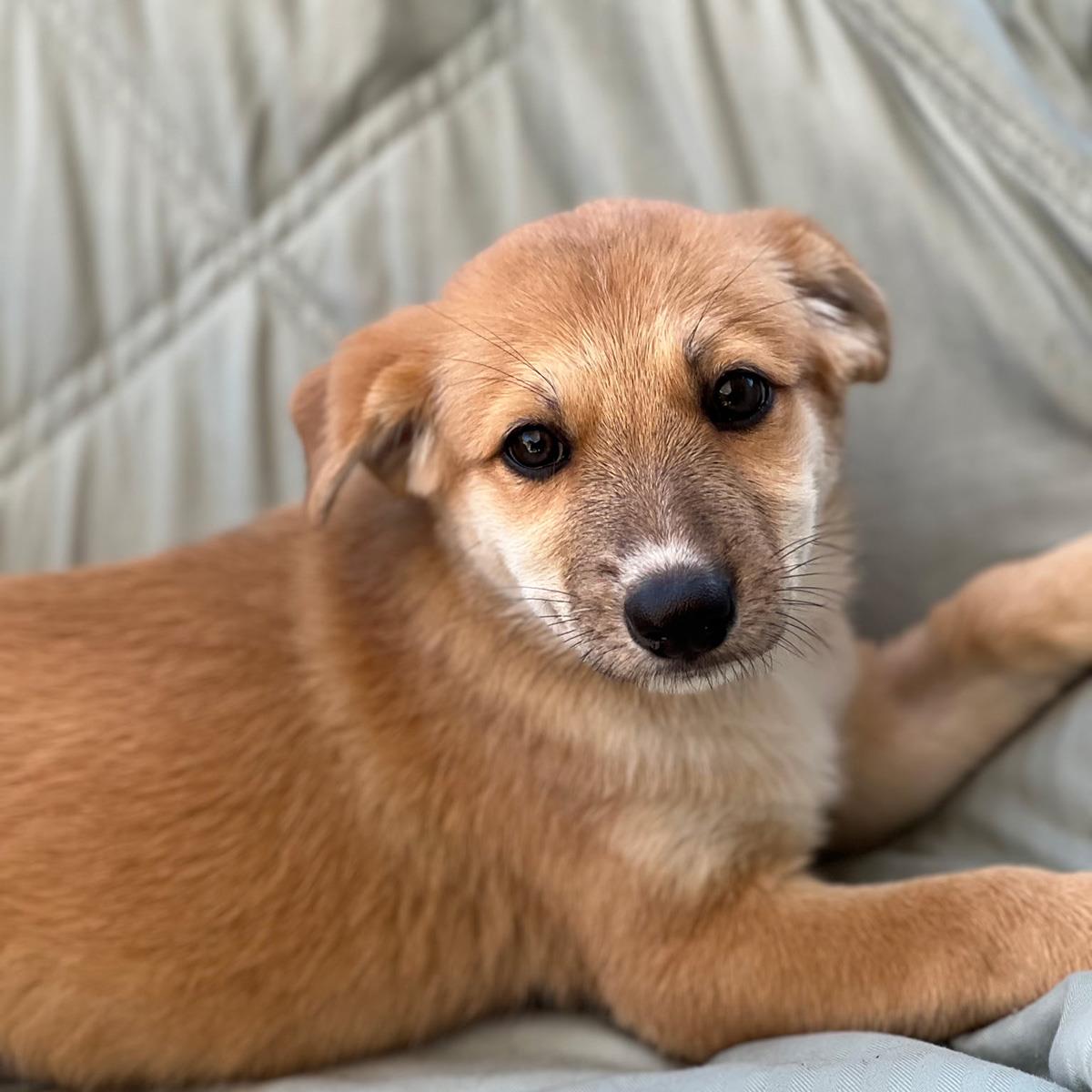 Napoleon Dynamite Pup - Deb