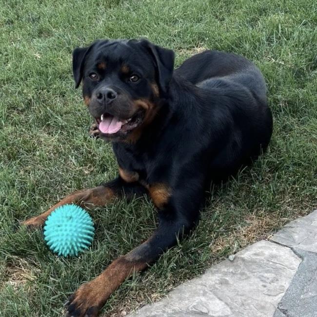 Cypress - Adopted