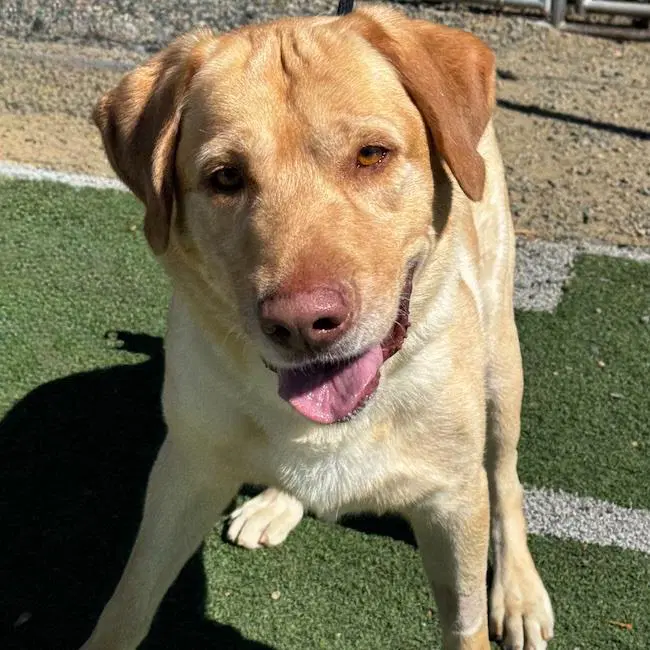 Charlie Brown - Labrador Retriever