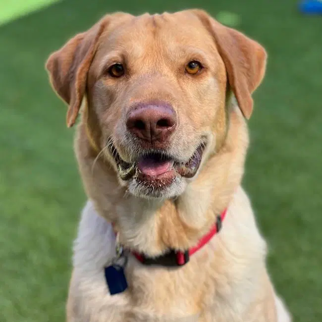 Charlie Brown - Labrador Retriever