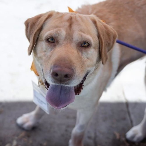 Charlie Brown, Labrador Retriever