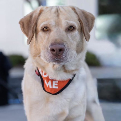 Charlie Brown, Labrador Retriever