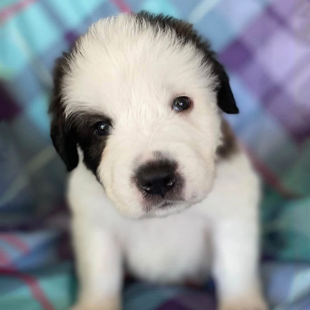 Monster's Inc Pup - Mike