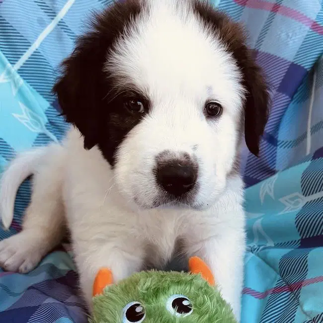 Monster's Inc Pup - Mike - Great Pyrenees