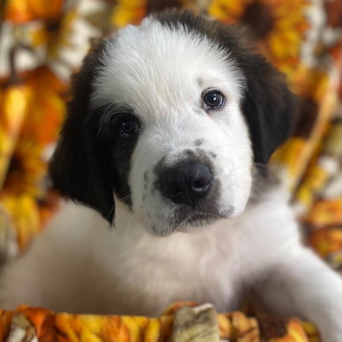 Monster's Inc Pup - Mike, Great Pyrenees / Mixed
