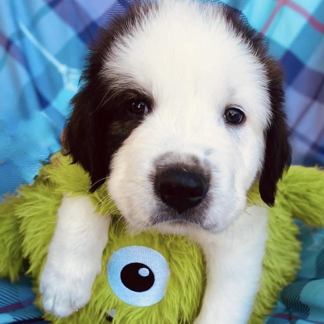 Monster's Inc Pup - Mike, photo 3