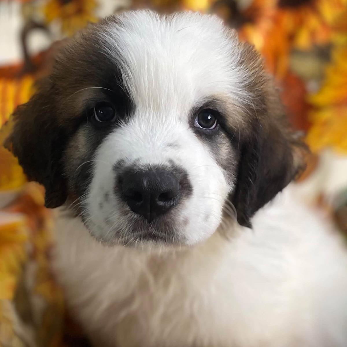 Monster's Inc Pup - Sulley