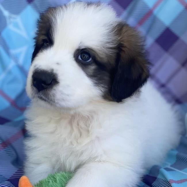 Monster's Inc Pup - Sulley, photo 2