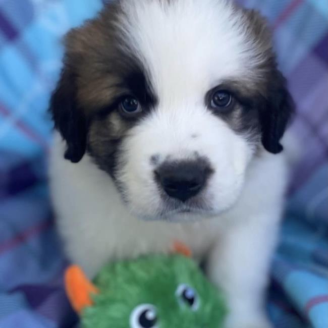 Monster's Inc Pup - Sulley, photo 3