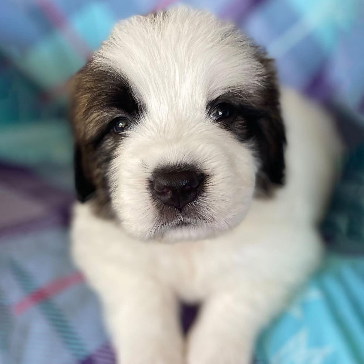 Monster's Inc Pup - Sulley, photo 4