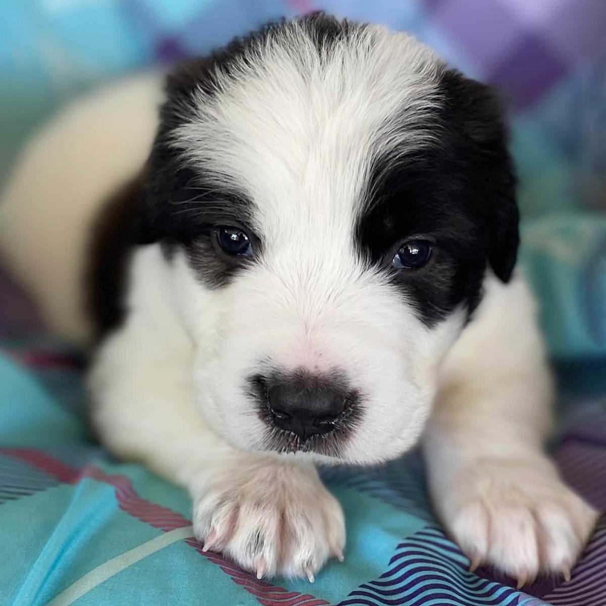 Monster's Inc Pup - Flint