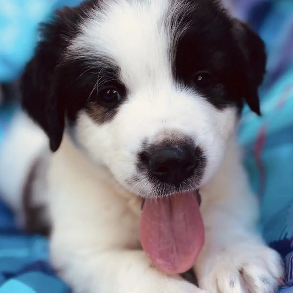 Monster's Inc Pup - Flint - Great Pyrenees