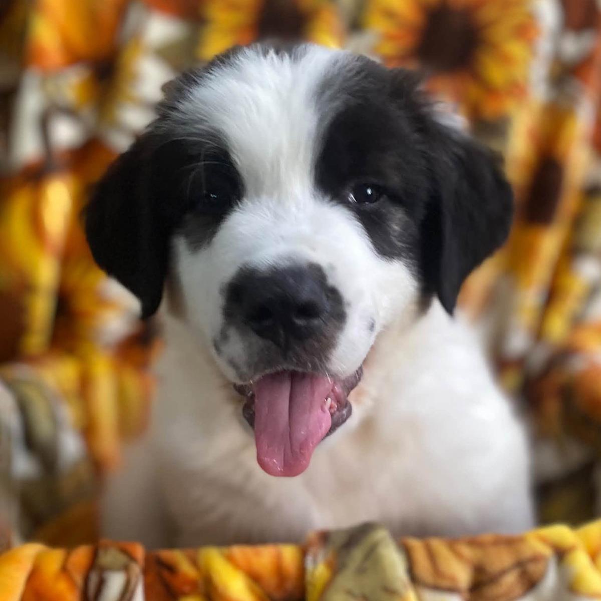 Monster's Inc Pup - Flint