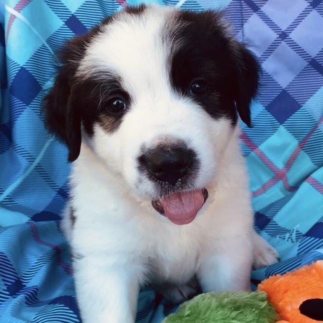 Monster's Inc Pup - Flint, photo 2