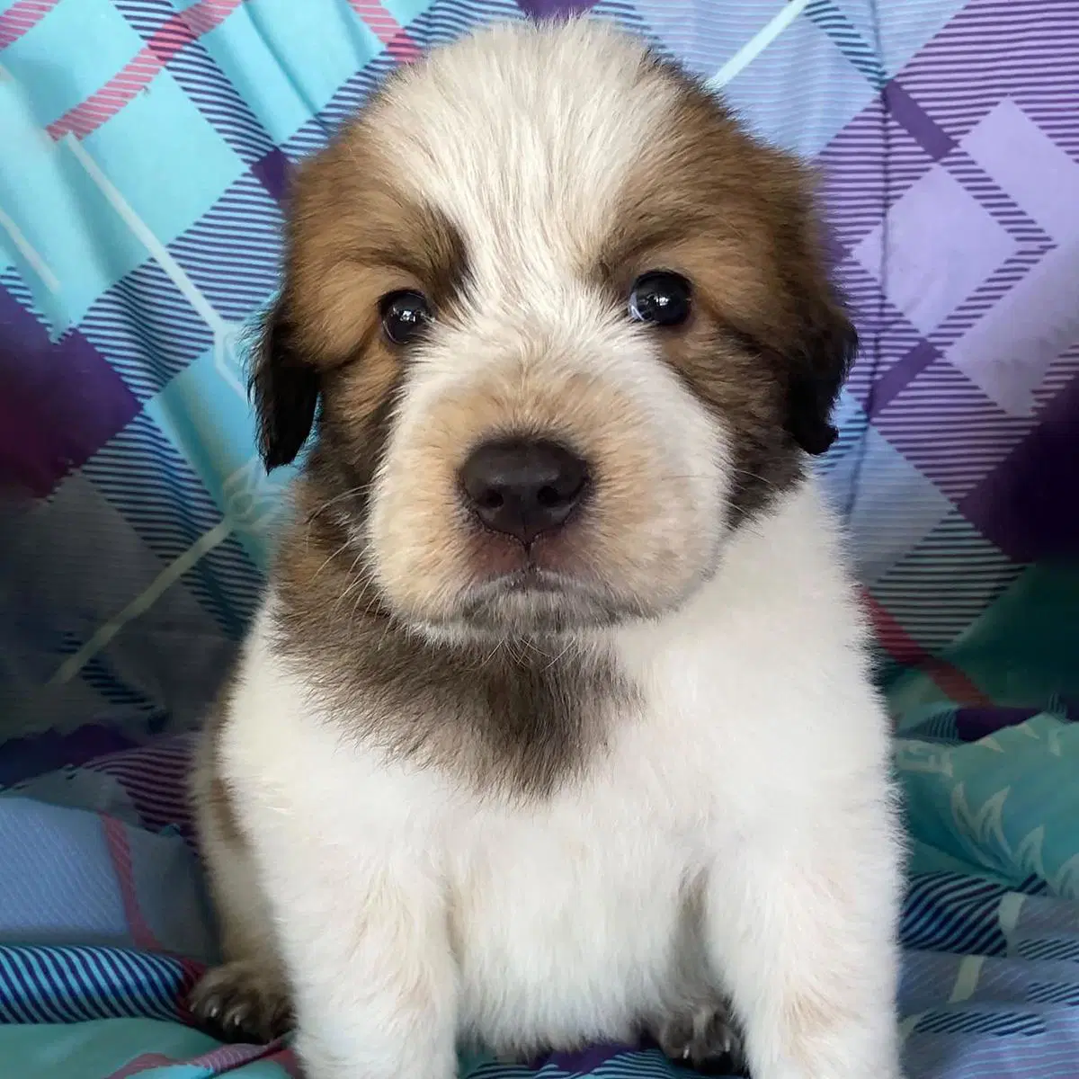 Monster's Inc Pup - Randall - Great Pyrenees