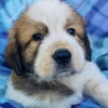 Monster’s Inc Pup – Randall — San Diego, CA Adoption