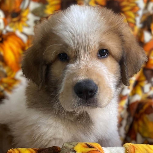 Monster's Inc Pup - Randall, Great Pyrenees / Mixed