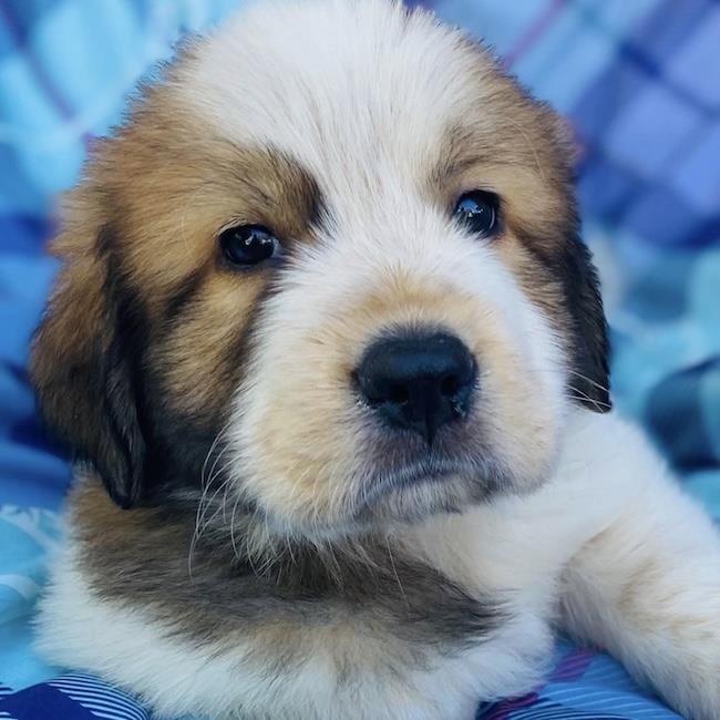 Monster's Inc Pup - Randall, photo 2