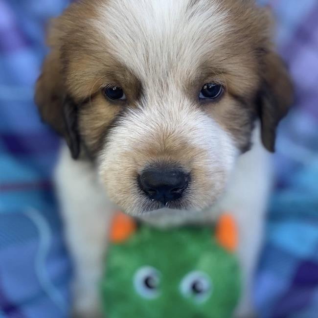 Monster's Inc Pup - Randall, photo 3