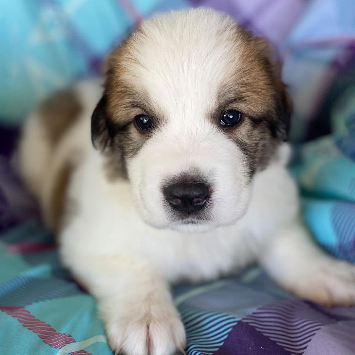 Monster's Inc Pup - Smitty