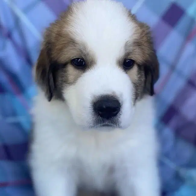 Monster's Inc Pup - Smitty - Great Pyrenees