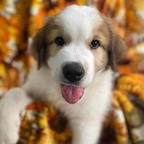 Monster's Inc Pup - Smitty, Great Pyrenees / Mixed