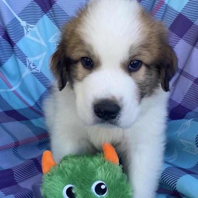 Monster's Inc Pup - Smitty, photo 2