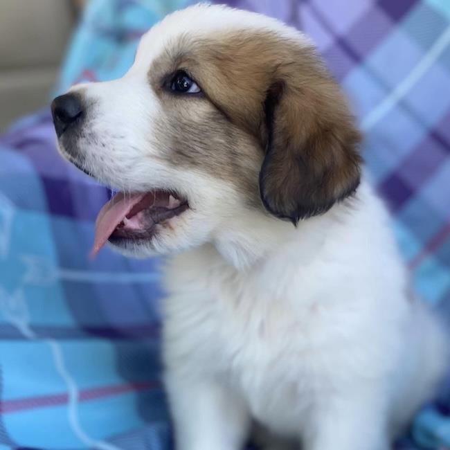 Monster's Inc Pup - Smitty, photo 4