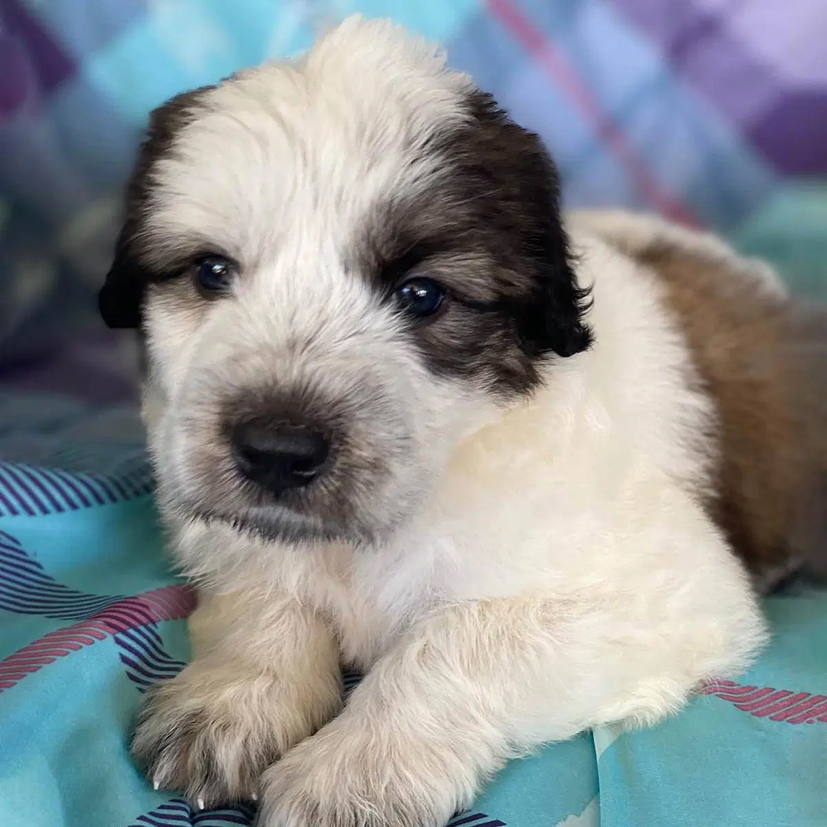 Monster's Inc Pup - Boo - Great Pyrenees