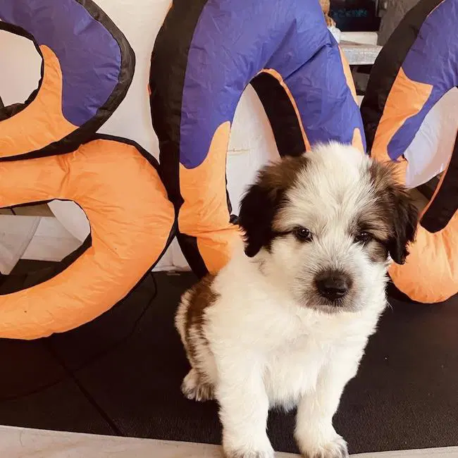Monster's Inc Pup - Boo - Great Pyrenees