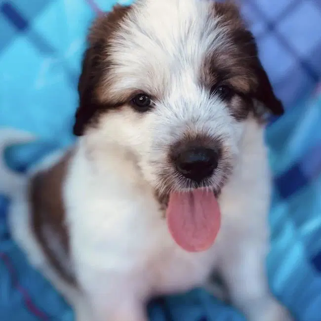 Monster's Inc Pup - Boo - Great Pyrenees