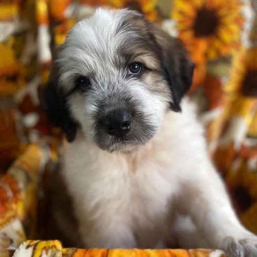 Monster's Inc Pup - Boo, Great Pyrenees / Mixed