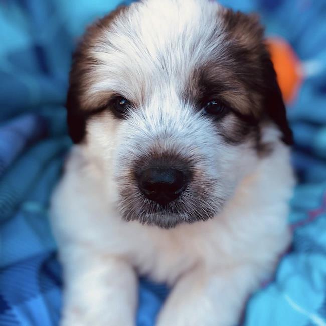 Monster's Inc Pup - Boo, photo 2