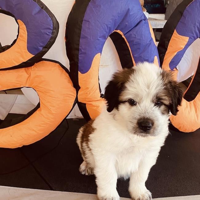 Monster's Inc Pup - Boo, photo 4