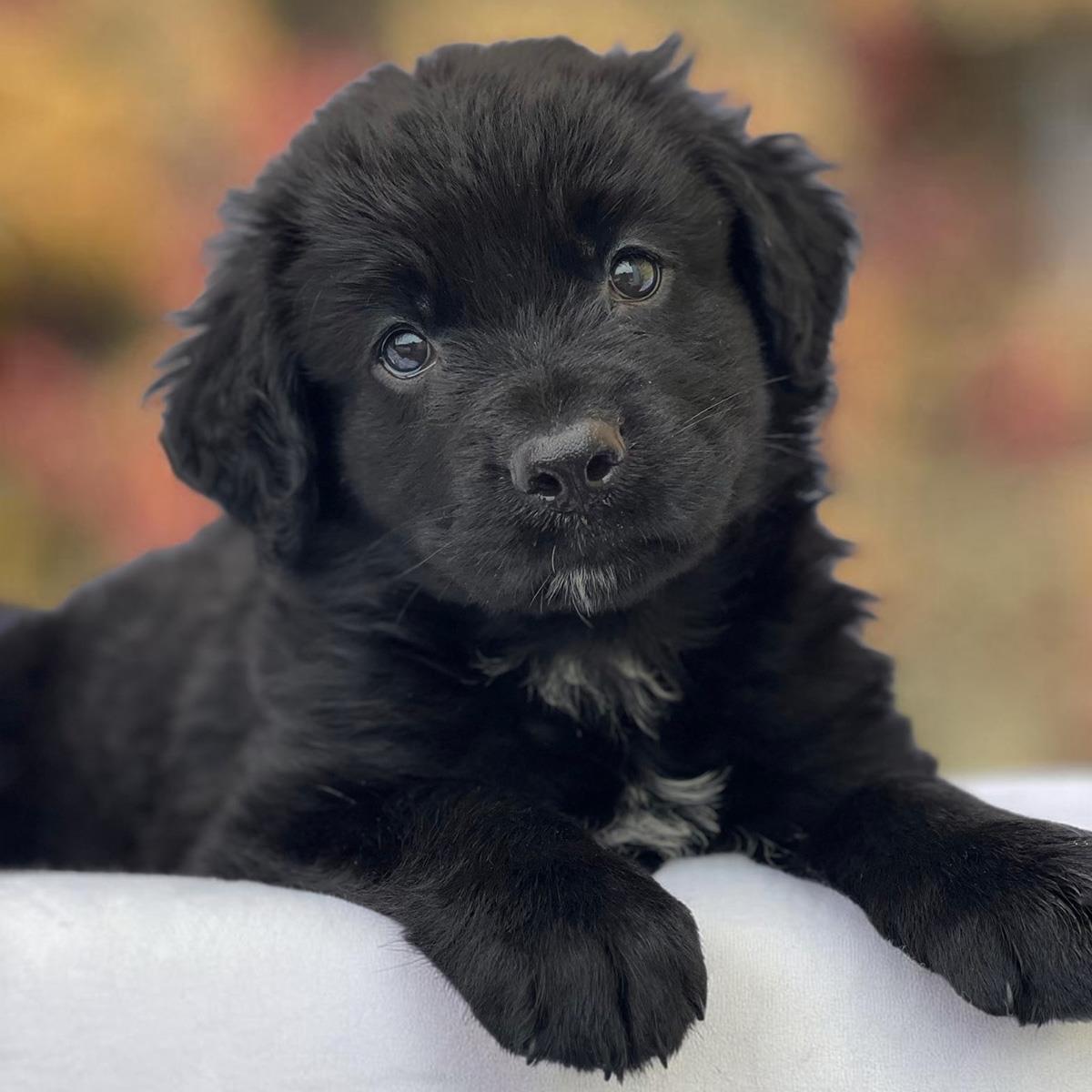Book Pup - Mighty Jack