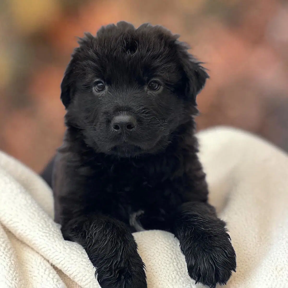 Book Pup - Finnegan Frog - Labrador Retriever