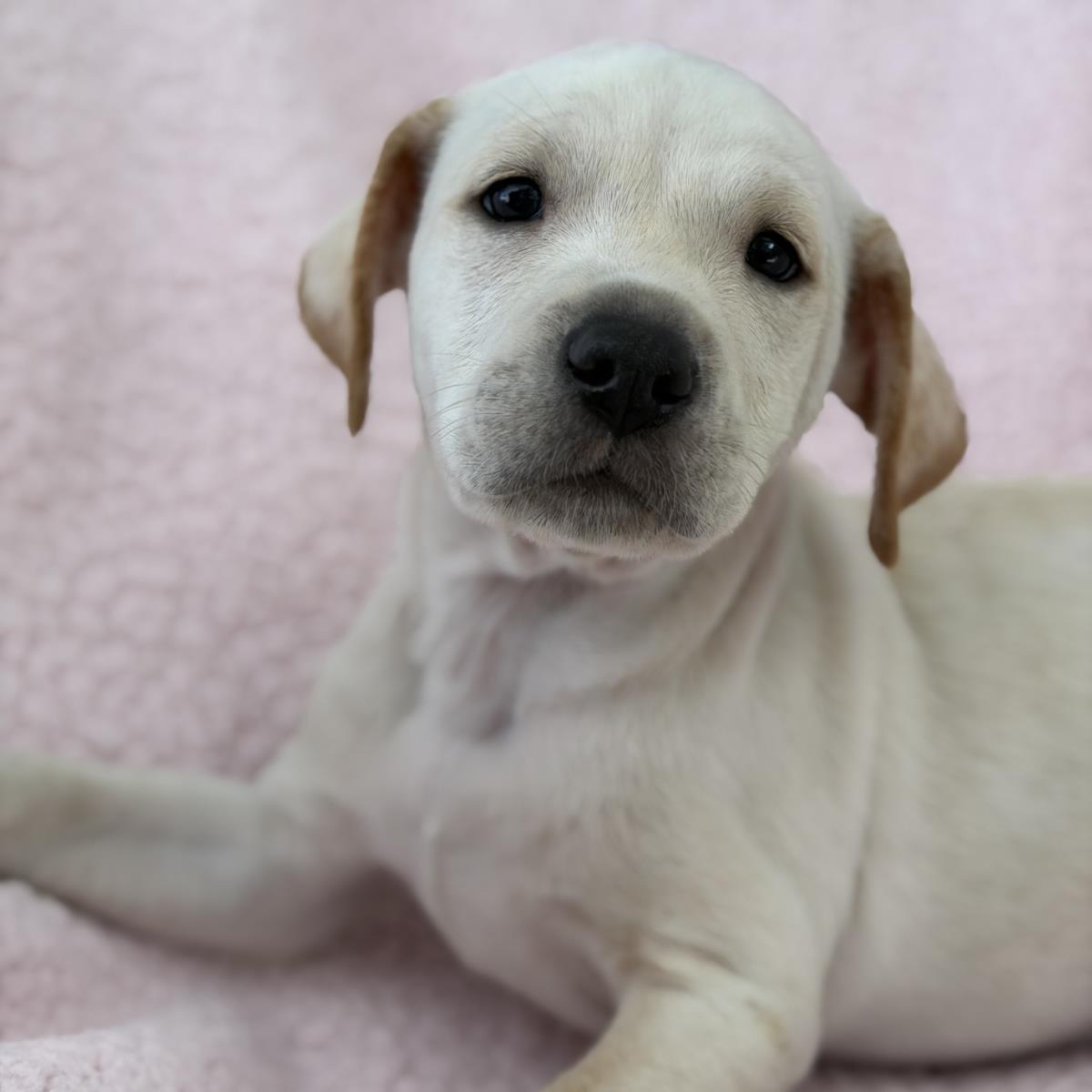 Chalk Pup - Limestone