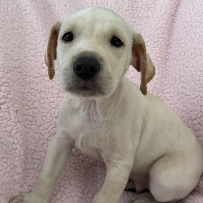 Chalk Pup - Limestone, photo 2