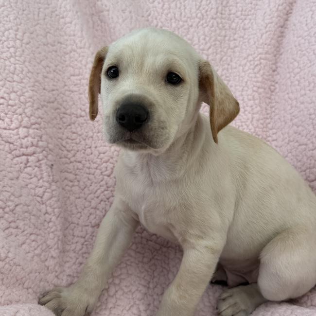 Chalk Pup - Limestone, photo 3