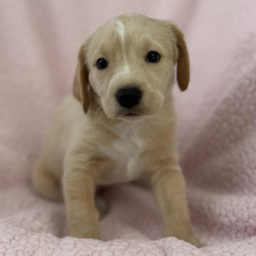 Chalk Pup - Hop Scotch, Spaniel / Terrier / Mixed